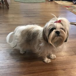 Pixie - Shih Tzu
