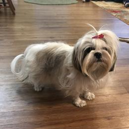 Pixie - Shih Tzu
