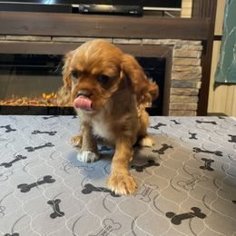 Cavalier King Charles Spaniel Puppies from Kimberlys Cavalier Palace
