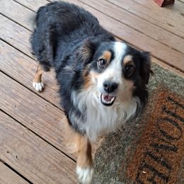 Toy Australian Shepherd Puppies from Honeybee Haven's Toy Aussies