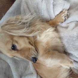 Cindy - Dachshund