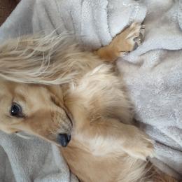 Cindy - Dachshund