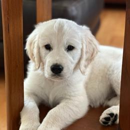 Blue - Light golden male Golden Retriever puppy in Petaluma, California from Wine Country Goldens