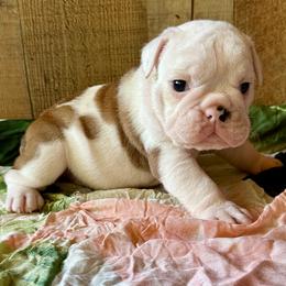 Ra - Fawn and white male Bulldog puppy in Fort White, Florida from Bullgodz English Bulldogs