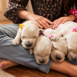 Willloq - Light golden female Golden Retriever puppy in Dunlap, Tennessee from Mountain Laurel Goldens