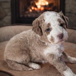 Gray boy - Apricot male Goldendoodle puppy in Inman, South Carolina from Mossy Doodles LLC