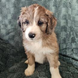 Sugar - Red merle female Aussiedoodle puppy in Fredericktown, Ohio from Brisby Bordoodles