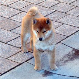 Shiba Inu Puppies from Texa's Shiba Inus