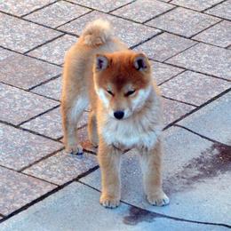 Shiba Inu Puppies from Texa's Shiba Inus