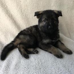 German Shepherd Puppies from EshelmanSchwitz German Shepherd Dogs