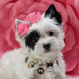 Pearl - Parti female Yorkshire Terrier puppy in Austin, Texas from Rhine Valley Yorkies