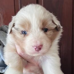 Cinnamon - Red merle male Miniature American Shepherd puppy in Greenboro, North Carolina from Rustlingrass Miniature American Shepherds