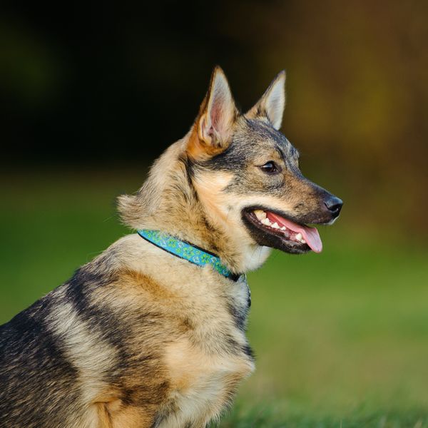 Swedish Vallhund