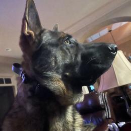 German Shepherd All Grown Up from A2 German Shepherd Dogs
