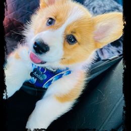 Pembroke Welsh Corgi Puppies from Robin’s Welsh Pembroke Corgis