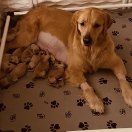 Golden Retriever Puppies from Verona Goldens