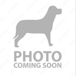 Wally - Black male Pomeranian puppy in Placer County, California from Lilmonster Pomeranians