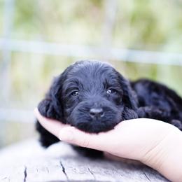 Green collar - Black male Goldendoodle puppy in Spokane, Washington from Doodle Love