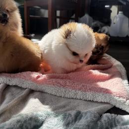 Royal Jr. - Orange parti male Pomeranian puppy in Harrisonville, Missouri from Cindy's Pomeranians