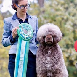 Portuguese Water Dog Puppies from Tanya Jones