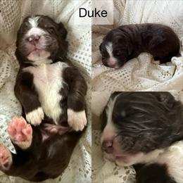 Duke - White and brown male Newfoundland puppy in Goodhue, Minnesota from Claypits Newfoundlands