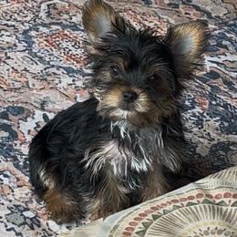 Lilly's boy - Black and tan male Yorkshire Terrier puppy in Hardeeville, South Carolina from Pups of the Lowcountry