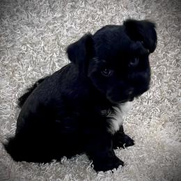 Black Male - Black male Miniature Schnauzer puppy in San Augustine, Texas from My Little Schnauzer Pals