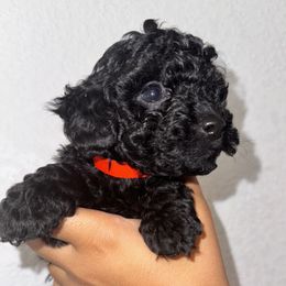 Poodle and Yorkshire Terrier Puppies from Cotton Furbabies