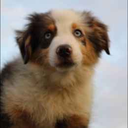 Miniature Australian Shepherd Puppies from Alexander Canines