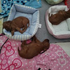 Irish Setter Puppies from Ruairi's Irish Setters