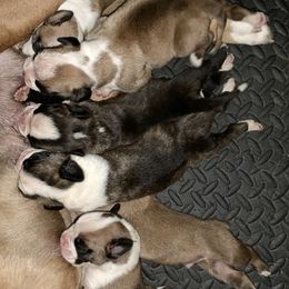 Boxer Puppies from Von Royal Dell'Infinite Bellissimo Deutscher