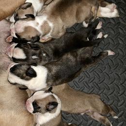 Boxer Puppies from Von Royal Dell'Infinite Bellissimo Deutscher