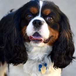 Frank - Cavalier King Charles Spaniel