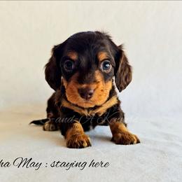 Martha May - Chocolate and tan female Dachshund puppy in Quitman, Mississippi from S-and-A Kennels