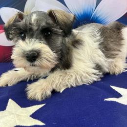 Mia - Parti female Miniature Schnauzer puppy in Sylvania, Georgia from Southern Sky Miniature Schnauzers