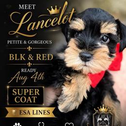 Lancelot petite Gorgeous Blk and Red READY Aug 4 th SUPER COAT ESA lines Temperament tested Vet checked - Black male Miniature Schnauzer puppy in Temple, Texas from Schnauzers Of Taylor