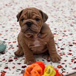 Candyman - Red male Bulldog puppy in Milwaukee, Wisconsin from Bows and Wrinkles Bulldogs