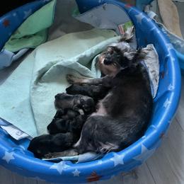 Miniature Schnauzer Puppies from Kathy's Mini Schnazuers