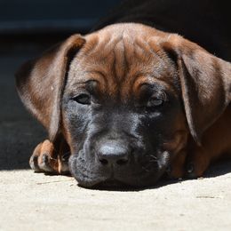 M'Sabu - Rhodesian Ridgeback