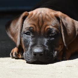 M'Sabu - Rhodesian Ridgeback