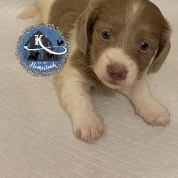 Han Solo - Piebald male Dachshund puppy in Clearlake Oaks, California from K’s Homestead