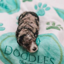 Orange Boy F1B Mini Goldendoodle - Merle male Goldendoodle puppy in Mckinney, Texas from Doodles of North Tx
