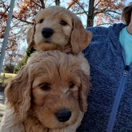 Bernedoodle and Goldendoodle Puppies from Sukisdoodles