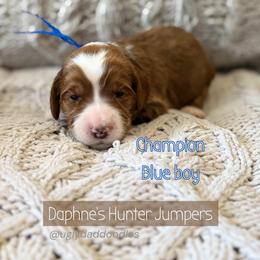Champion - Red  male Goldendoodle puppy in Orangevale, California from Ugly Dad Doodles