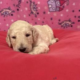 Hera - Cream female Poodle puppy in Petal, Mississippi from Petal Poodles