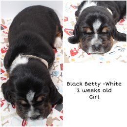 Black Betty- White - Black brown and white female Basset Hound puppy in Jacksboro, Texas from Basset Hounds of Jacksboro, Tx