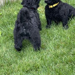 Black Russian Terrier Puppies from Amethyst Black Russian Terriers