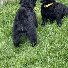 Black Russian Terrier Puppies from Amethyst Black Russian Terriers