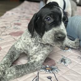 Gypsy - Black roan female German Shorthaired Pointer puppy in Hot Springs, Virginia from Thunder Mountain Gun Dogs