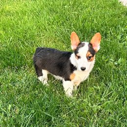 Girl 2 - Black and white female American Corgi puppy in Oxford, Iowa from Burns Corgis